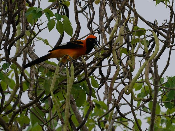 Amazonetroepiaal (Icterus croconotus)